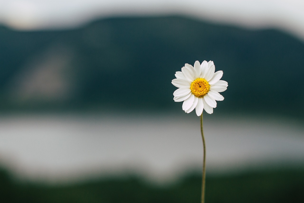 14. 금산분리: 금융 자본과 산업 자본의 분리 원칙. 금융 기관의 산업 지배를 막기 위한 규제.