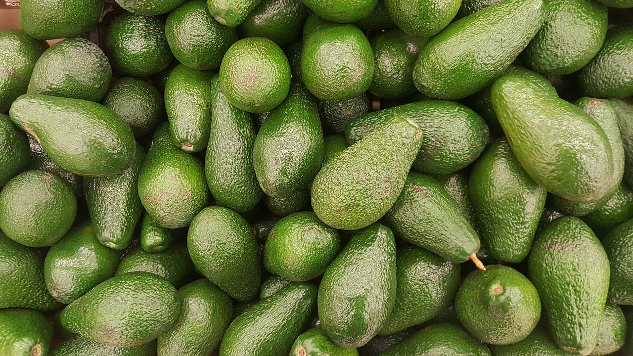 치아보험종류