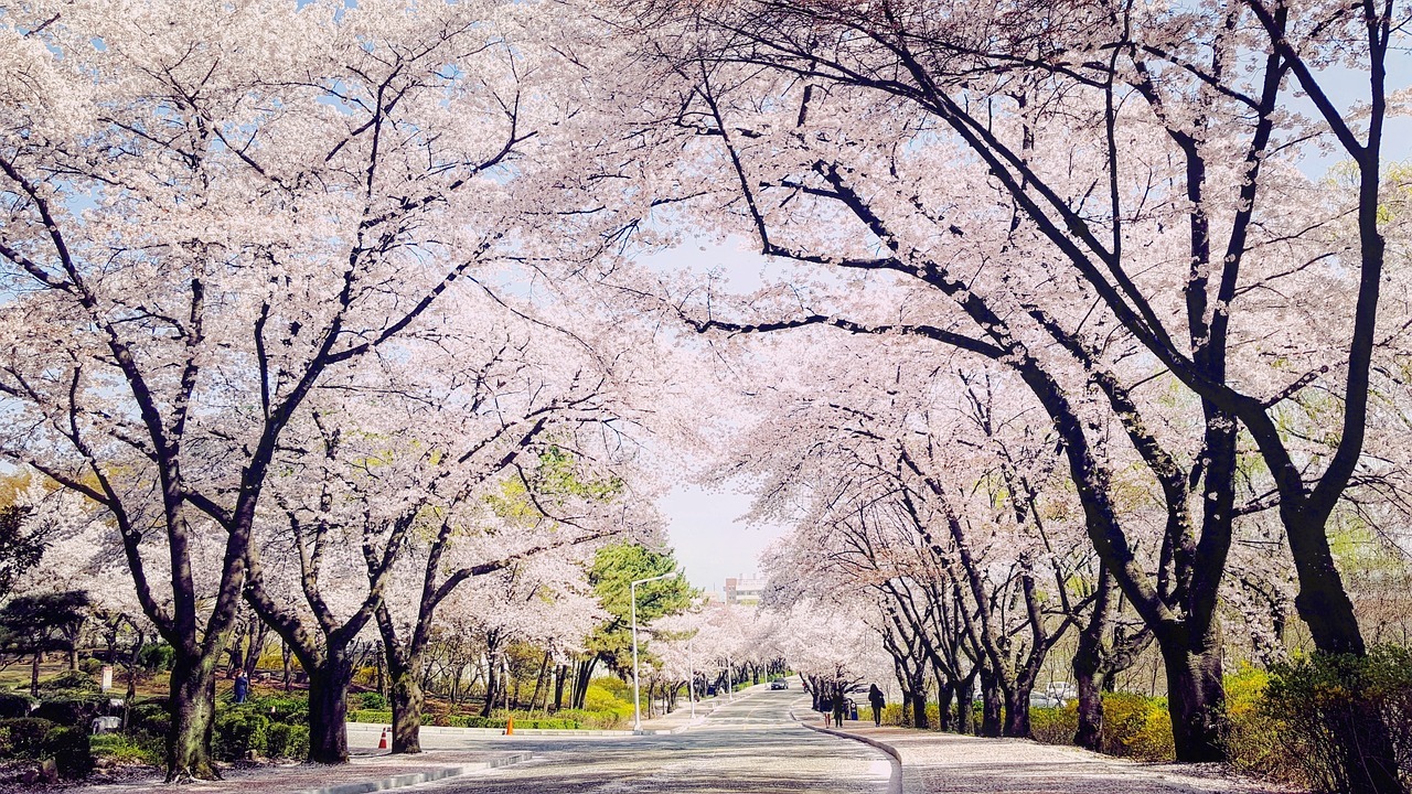 대구금매입